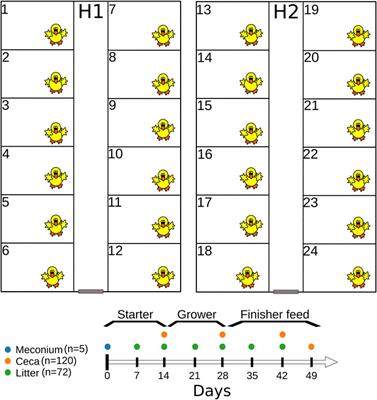 Temporal dynamics of the cecal and litter microbiome of chickens raised in two separate broiler houses